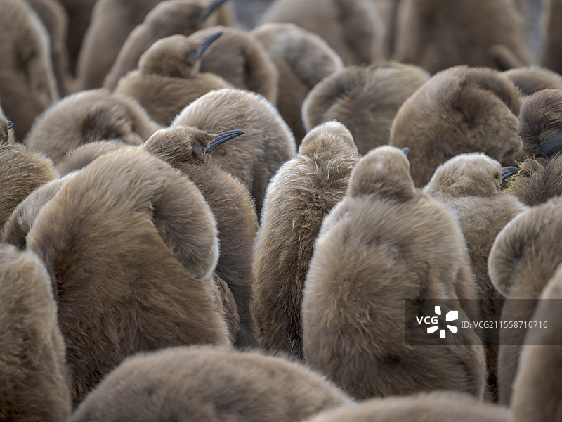 南极皇企鹅（Aptenodytes patagonicus）幼鸟在群落中挤在一起。南美洲，福克兰群岛，自愿点图片素材