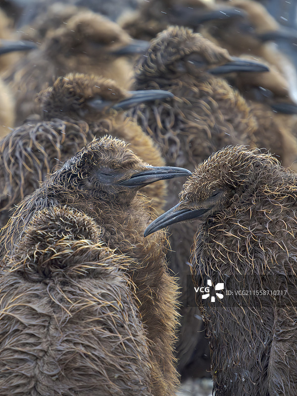 在风暴中聚集在一起的国王企鹅（Aptenodytes patagonicus）幼鸟群。南美，福克兰群岛，志愿者角。图片素材