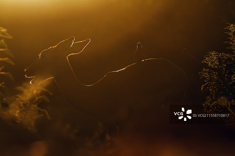 南非克鲁格国家公园的普通黑斑羚（Aepyceros melampus）与啄木鸟剪影在日出光线下。图片素材