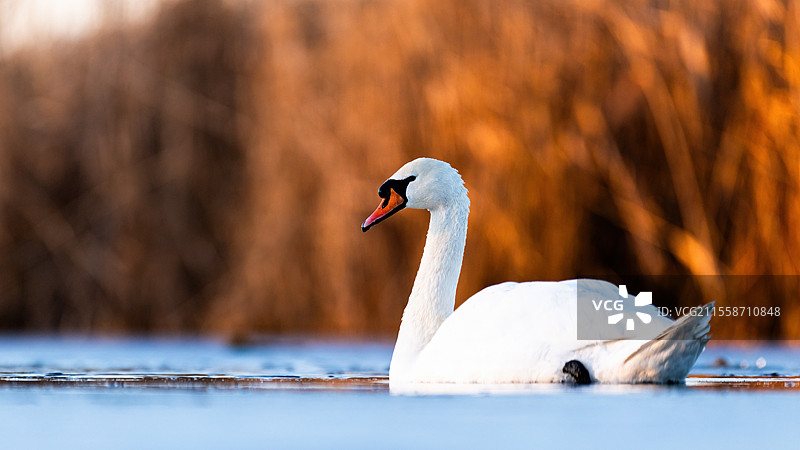 在斯洛伐克的水面上游泳的 mute swan (Cygnus olor)图片素材