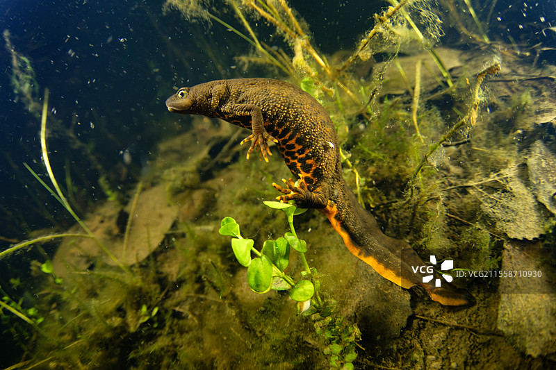 北冠新t（Triturus cristatus）雌性在池塘中产卵，她用后腿将卵包裹在水生植物中，位于法国卢瓦尔-谢尔省的库菲市。图片素材