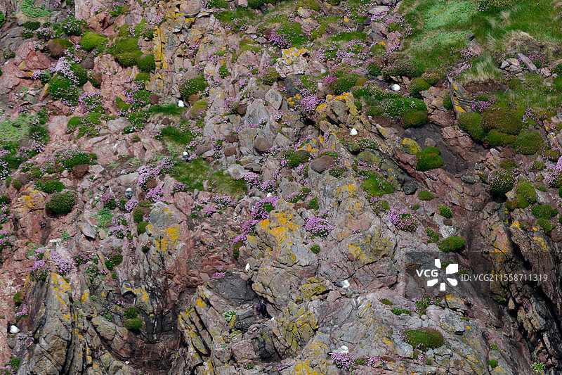 北极海鸥（Fulmarus glacialis），位于苏格兰北部的凯普瓦斯小型栖息地。图片素材