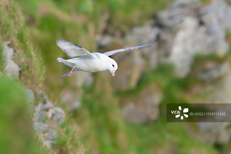 北极信天翁（Fulmarus glacialis）在谢特兰群岛赫尔曼尼斯的悬崖上空飞翔。图片素材
