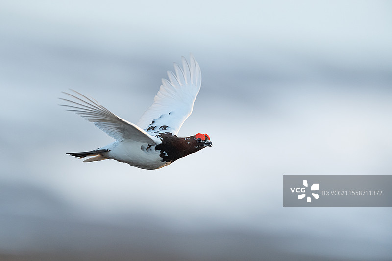 白喉雷鸟（Lagopus lagopus），成年雄性在挪威瓦朗厄的苔原上空飞行。图片素材