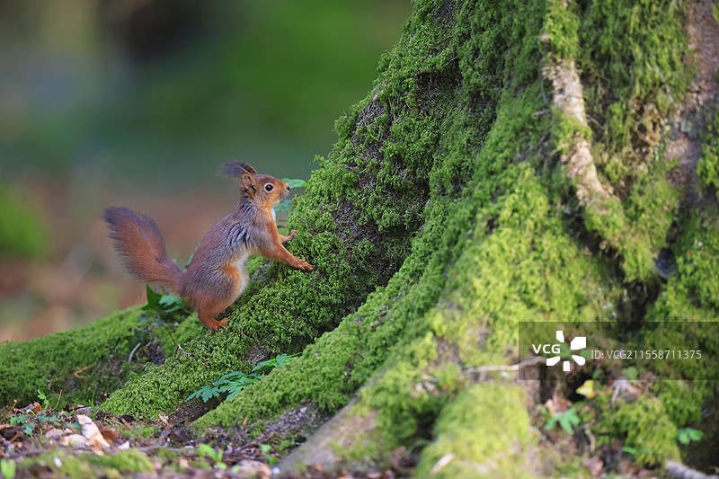 成年红松鼠（Sciurus vulgaris）在覆盖着苔藓的榉树树干上攀爬，根部在法国。图片素材