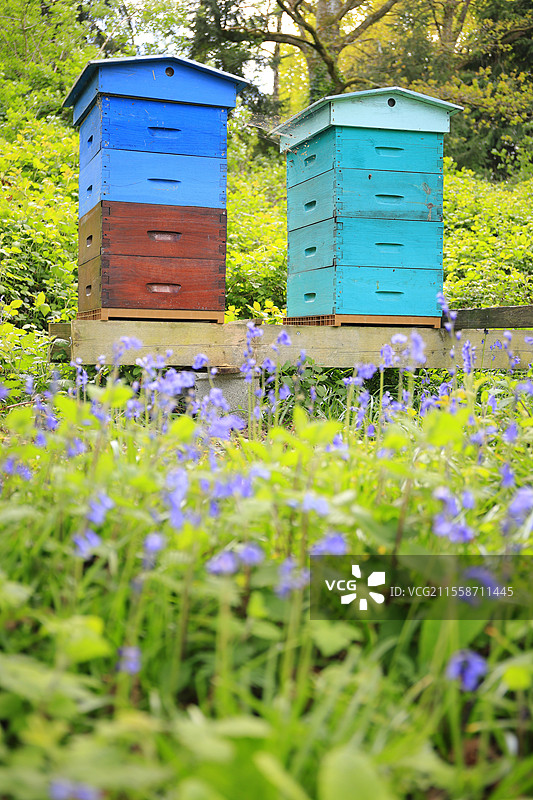 春天，法国诺曼底的林间草地上设置的蜂箱图片素材