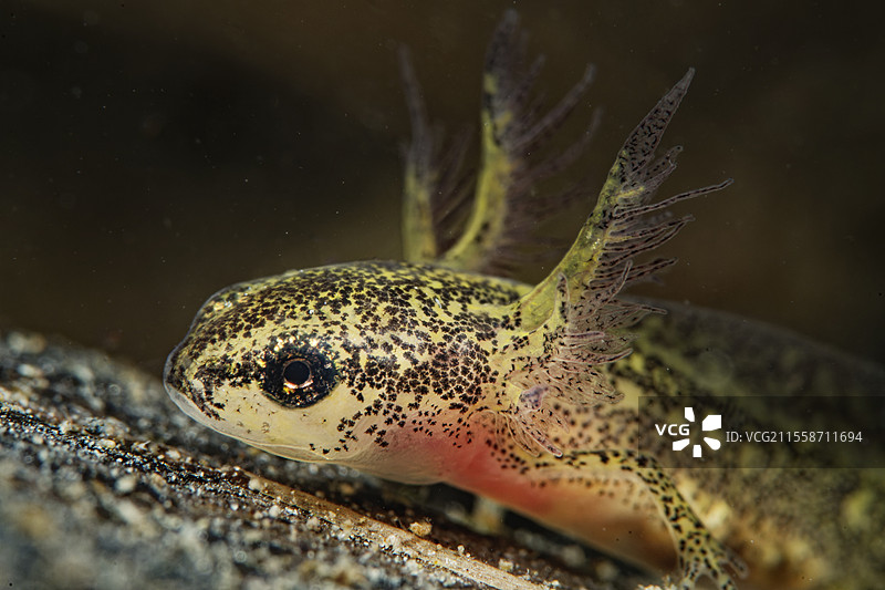 被叶子保护的掌状蝾螈幼虫，法国卢瓦尔-谢尔省库菲市图片素材