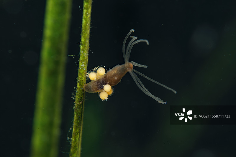 水螅在法国洛瓦尔-谢尔省的库菲市的池塘中等待微生物作为食物图片素材