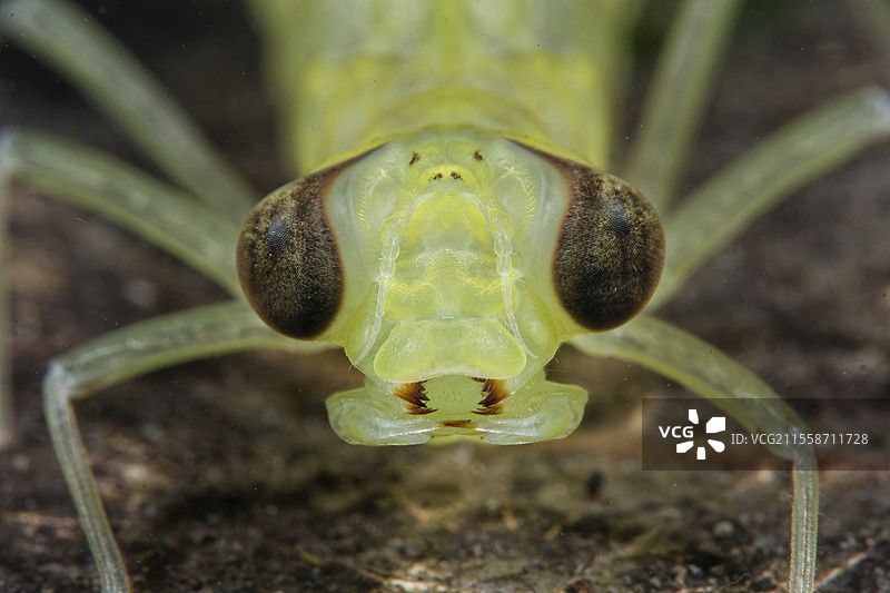 法国洛瓦尔-谢尔省库菲市池塘中的蜻蜓幼虫肖像图片素材