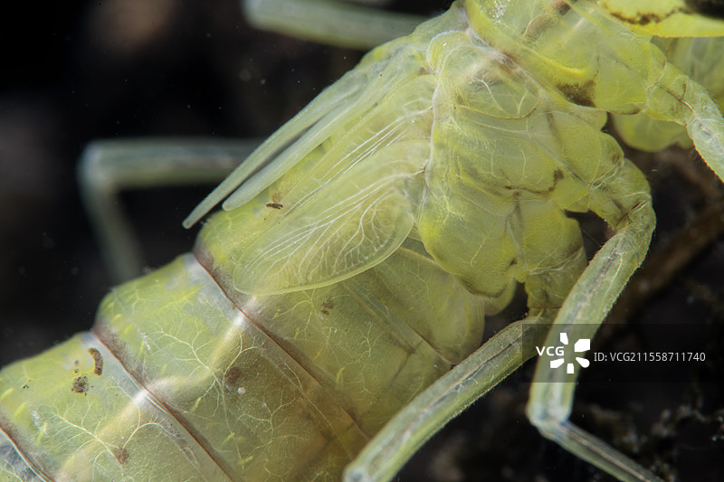 法国卢瓦尔-谢尔省库菲的池塘中蜻蜓幼虫的细节图片素材