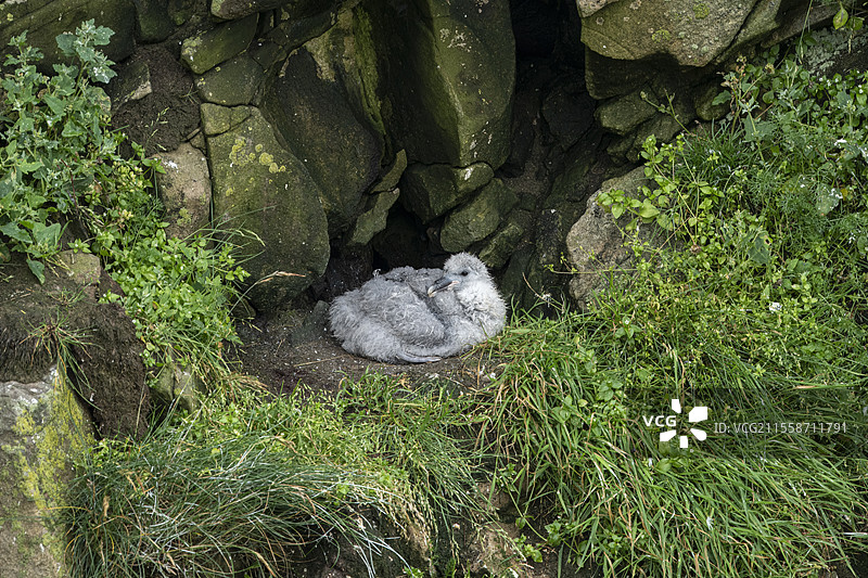 海鸥雏鸟（Fulmarus glacialis）。桑布拉赫灯塔，自然保护区，设得兰群岛，苏格兰，英国，大西洋。图片素材