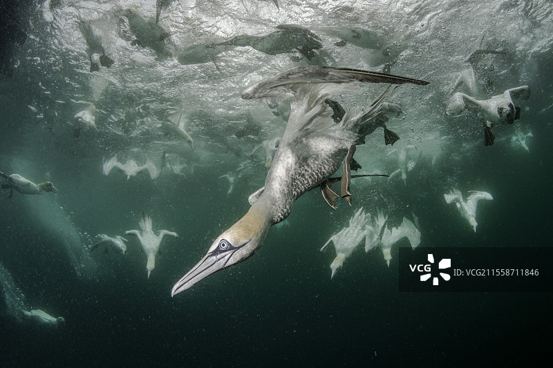 北方鸬鹚（Morus bassanus）潜入水中捕食被丢弃的鱼。诺斯国家自然保护区，设得兰群岛，苏格兰，英国，大西洋。图片素材