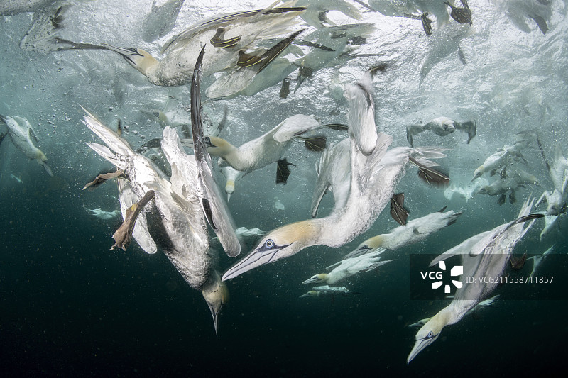 北方鸬鹚（Morus bassanus）潜入水中捕食被丢弃的鱼。诺斯国家自然保护区。设得兰群岛，苏格兰，英国，大西洋。图片素材