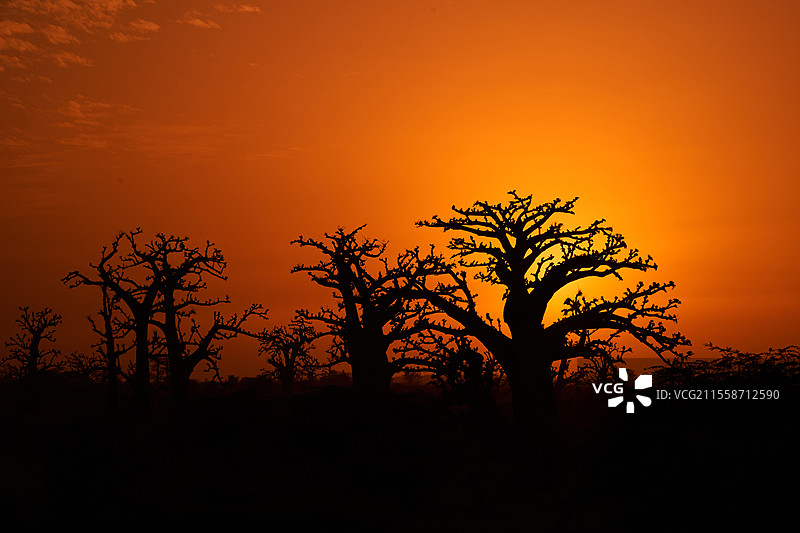 非洲猴面包树（Adansonia digitata），塞内加尔达喀尔地区图片素材