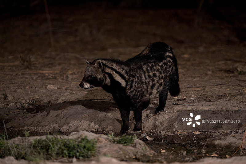 非洲香猫（Civettictis civetta）在水坑旁，尼奥科洛科巴国家公园，塞内加尔图片素材