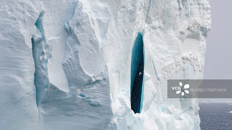 在南极阿达雷角罗斯海的冰山前飞翔的雪信天翁（Pagodroma nivea）图片素材