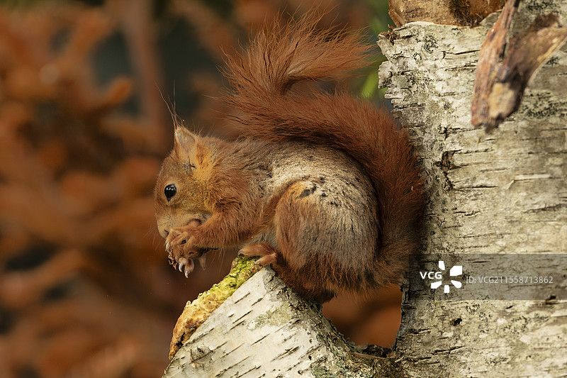 红松鼠（Sciurus vulgaris）在法国伊夫林省吃榛子图片素材