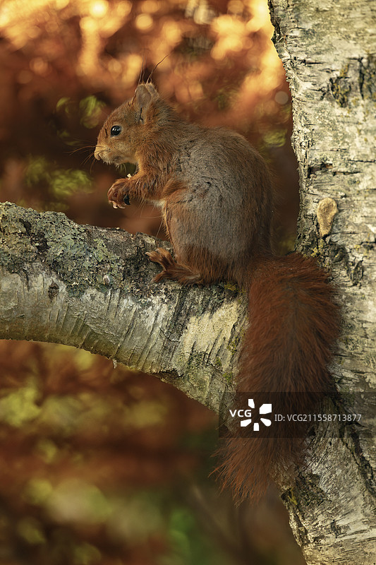 红松鼠（Sciurus vulgaris）在法国伊夫林省的花园树枝上图片素材