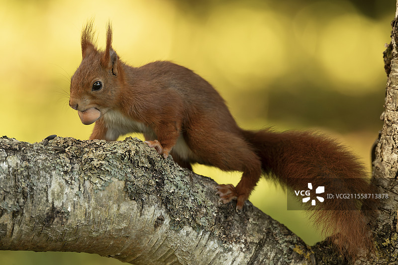 红松鼠（Sciurus vulgaris）携带榛子，法国伊夫林省图片素材