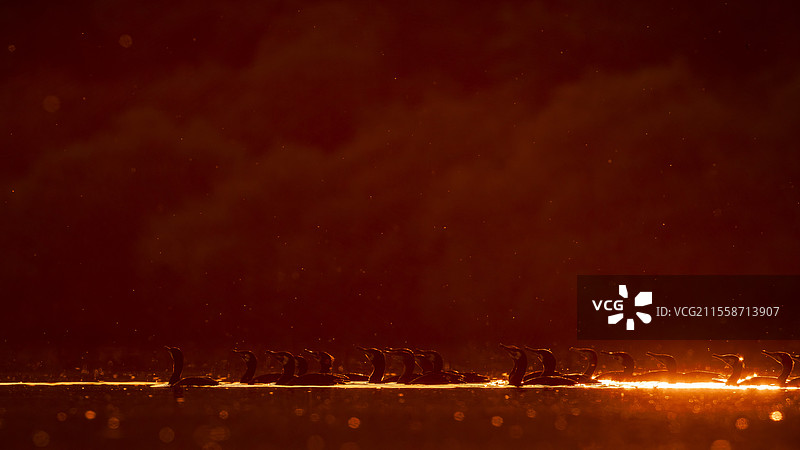 在光线下的水面上，一群大鸬鹚（Phalacrocorax carbo），法国索洛涅地区图片素材