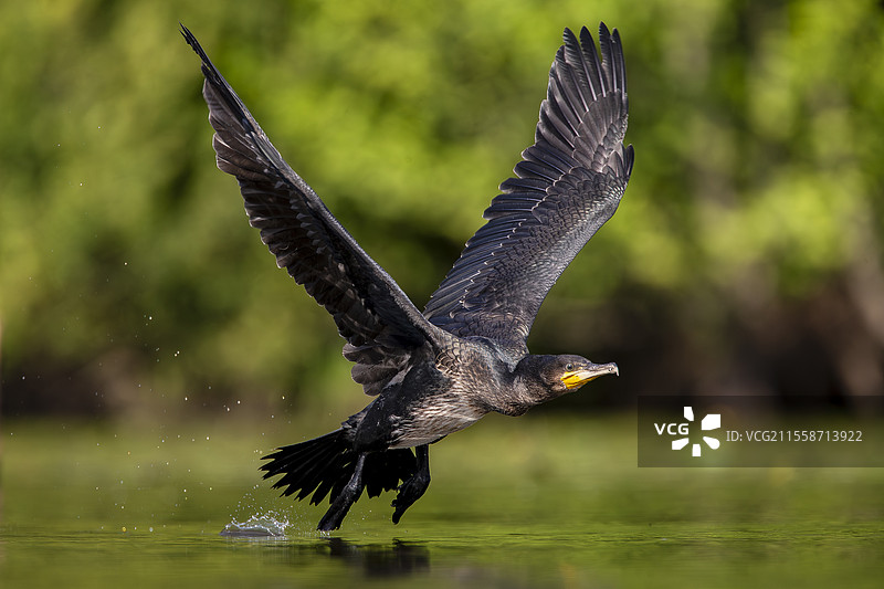 大鸬鹚（Phalacrocorax carbo）在法国索洛涅飞翔图片素材