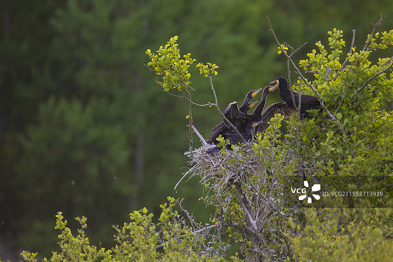 大鸬鹚（Phalacrocorax carbo）在法国索洛涅觅食图片素材