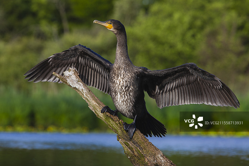 大鸬鹚（Phalacrocorax carbo）在法国索伦干燥羽毛，栖息在树枝上图片素材