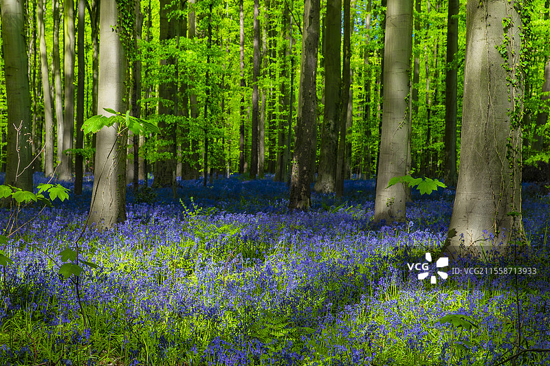 蓝铃花（Hyacinthoides non-scripta）盛开，哈勒博斯，哈勒森林，比利时图片素材