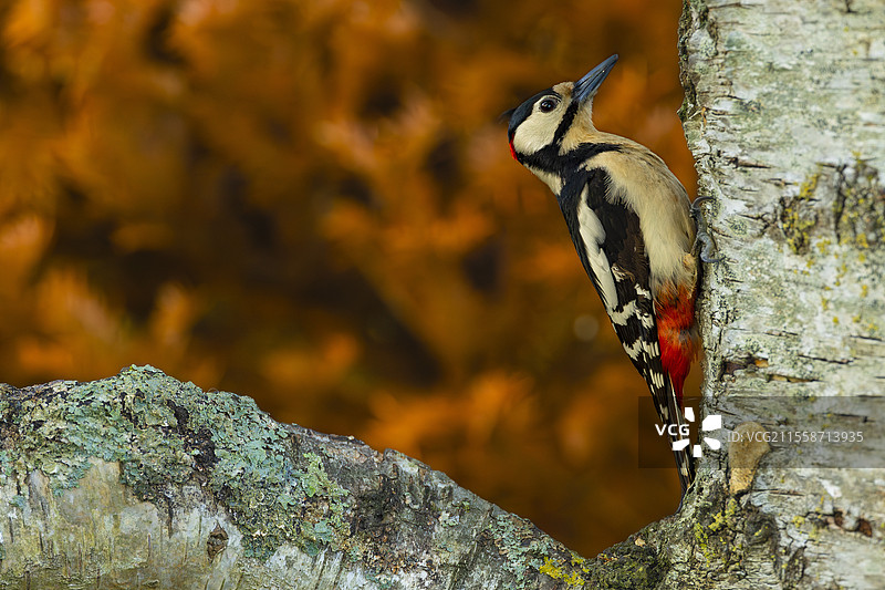 雄性斑点啄木鸟（Dendrocopos major）栖息在一棵老白桦树干上，法国伊夫林省图片素材