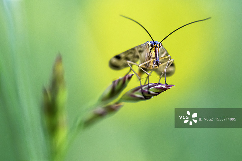 春季雷暴前的一个傍晚，休息在禾本科植物上的蝎子飞（Panorpa communis），法国奥弗涅图片素材