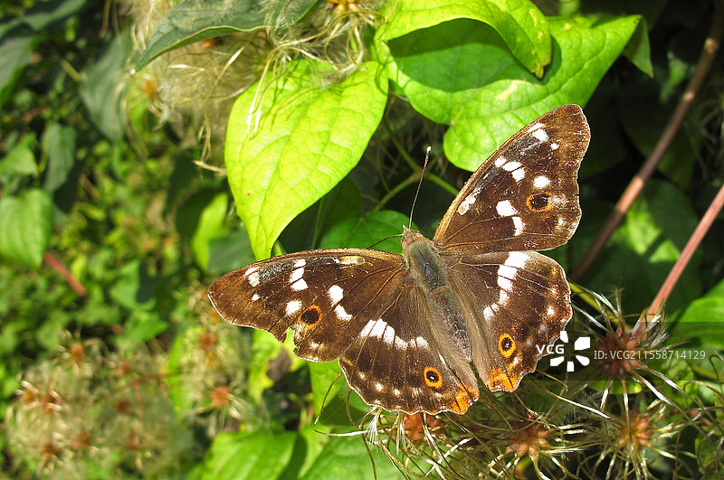小紫帝王蝶（Apatura ilia），栖息在老胡须植物（Clematis vitalba）的叶子上，位于拉旺岑诺的埃洛-莱南森林，夏末时分，处于伊尔-莱南汇合生物保护区的中心。法国阿尔萨斯。图片素材