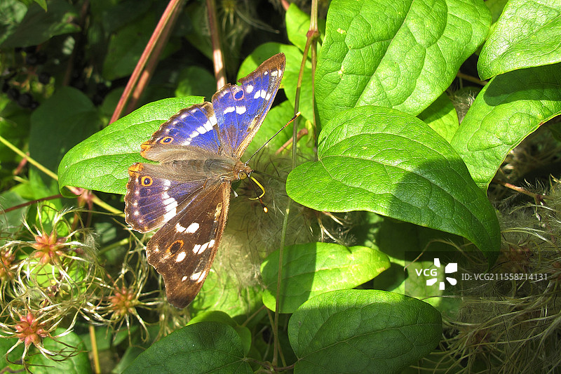 小紫帝王蝶（Apatura ilia），栖息在老胡须植物（Clematis vitalba）的叶子上，位于拉旺岑诺的埃洛-莱南森林中，夏末时节，处于伊尔-莱南汇合生物保护区的核心。法国阿尔萨斯。图片素材