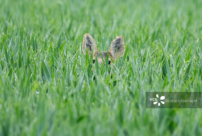 中国水鹿（Hydropotes inermis）站在小麦田里，英格兰图片素材