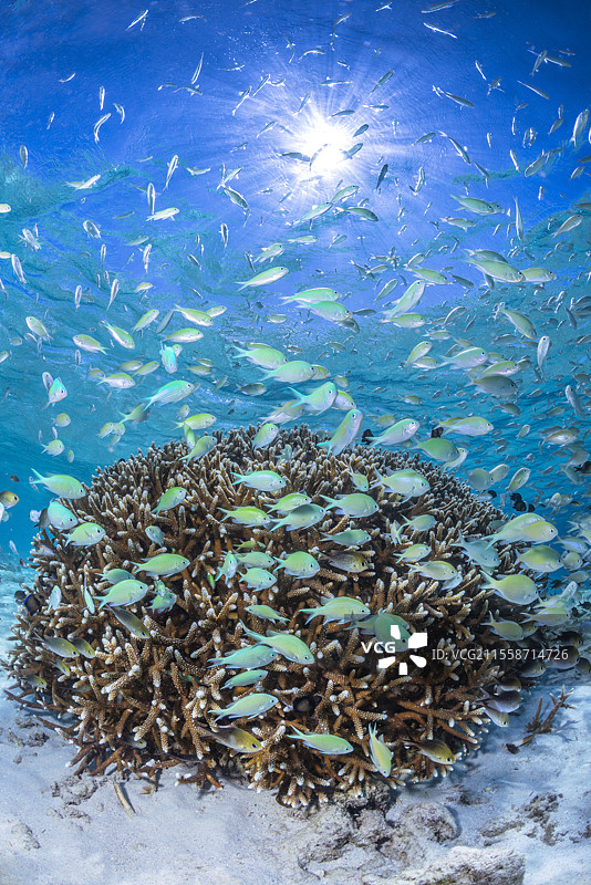 珊瑚礁的恢复力：2024年4月漂白事件后，完全健康的珊瑚球。小丑鱼酒店在不到3米深的水中经受住了高温。梅约特的S型通道。图片素材