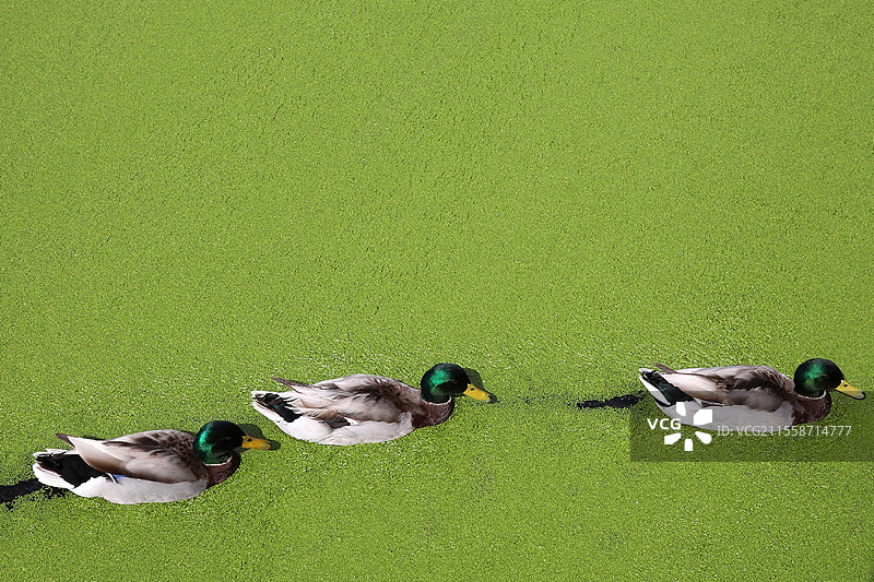 成年雄性绿头鸭（Anas platyrhynchos）在葡萄牙里斯本的咸水中图片素材