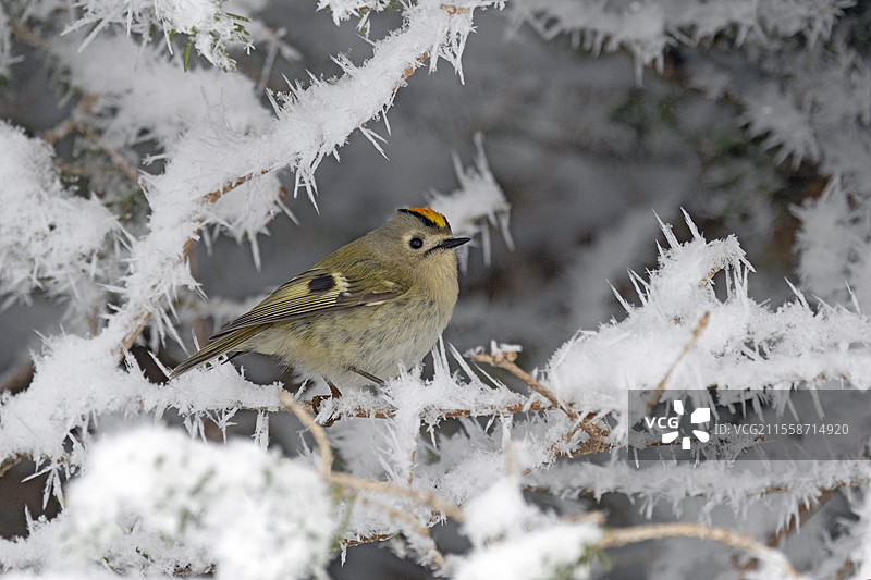 雪中的冠羽小莺（Regulus regulus）栖息在瑞士阿尔卑斯山的一棵冷杉树上。沃州。图片素材