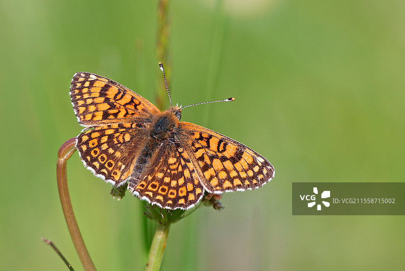 在法国新阿基坦地区科雷兹省的肖福尔-苏尔-维尔的草地上，五月初的格兰维尔凤蝶（Melitaea cinxia）。图片素材