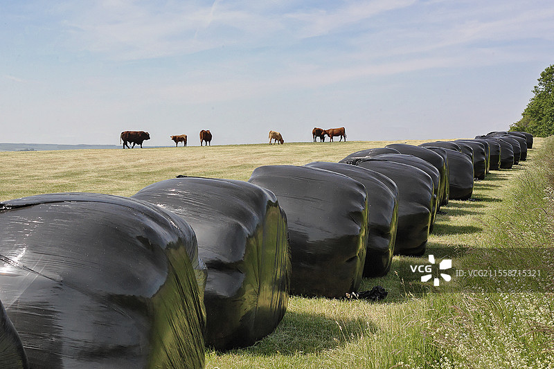 草地边缘包裹的干草卷，旁边是一群利穆赞牛在吃草。法国图片素材