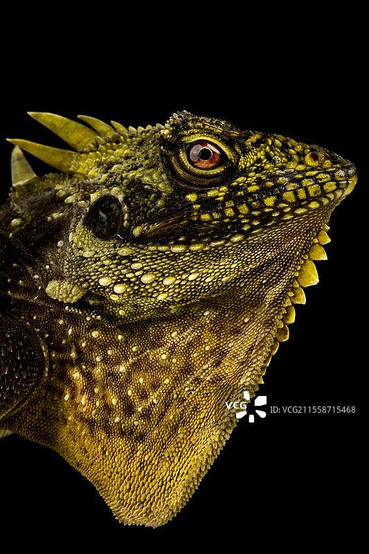 黑色背景上的冠龙（Lophosaurus dilophus）图片素材