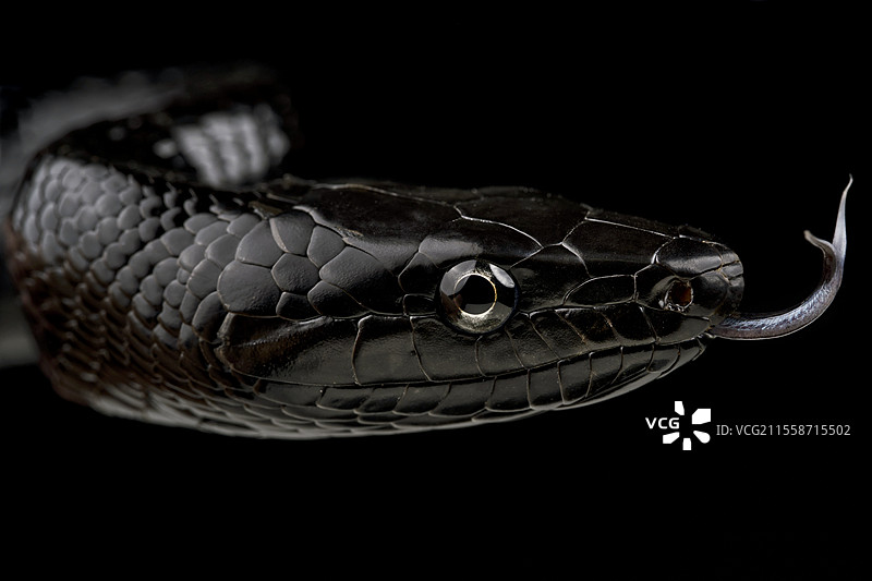 塞拉亚黑鼠蛇（Gonyosoma jansenii）在黑色背景上图片素材