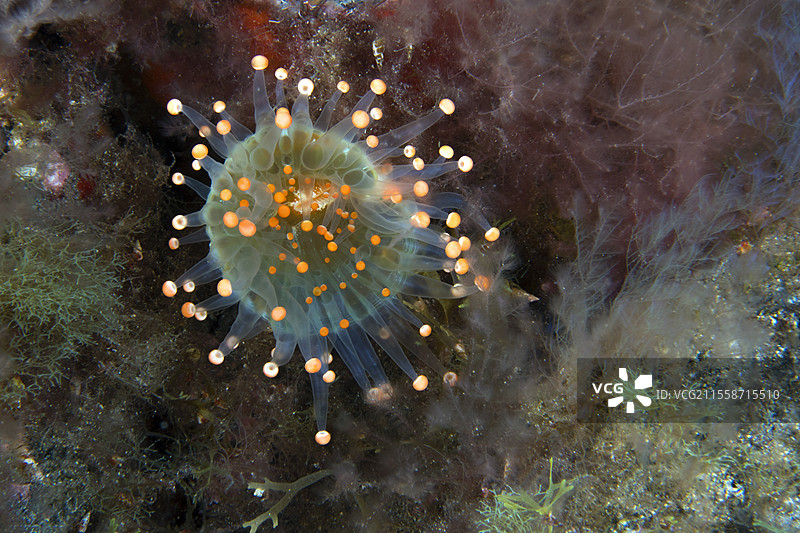 特尔马塔克提斯海葵（Corynactis caribbeorum）。它是夜行性的，仅在夜间开放。加那利群岛，特内里费的海洋无脊椎动物。图片素材