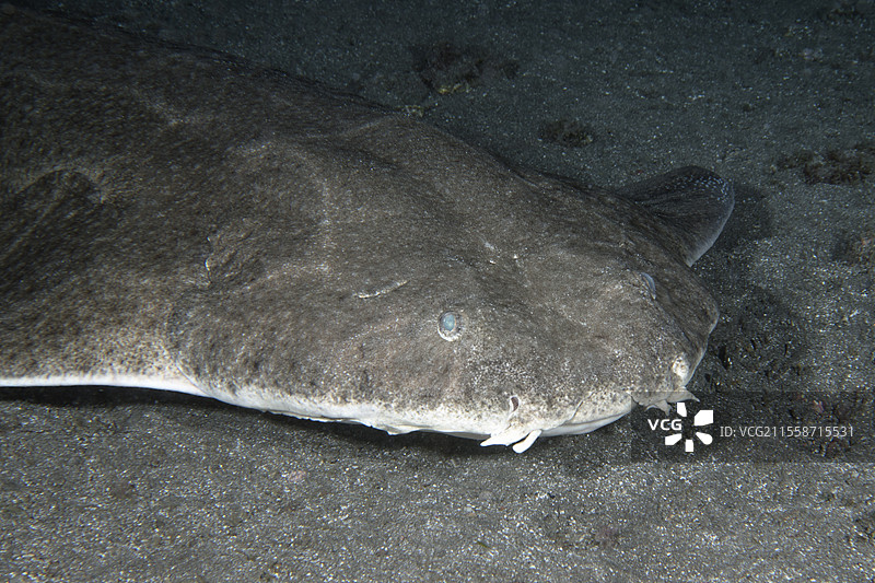 天使鲨（Squatina squatina）。这种鲨鱼非常擅长伪装，身体扁平。它常常窝在沙底上，完全不被注意。它是夜间捕猎者，但白天也能看到它活跃的身影。国际自然保护联盟（IUCN）已将天使鲨评估为极危物种。来自加那利群岛，特内里费。图片素材