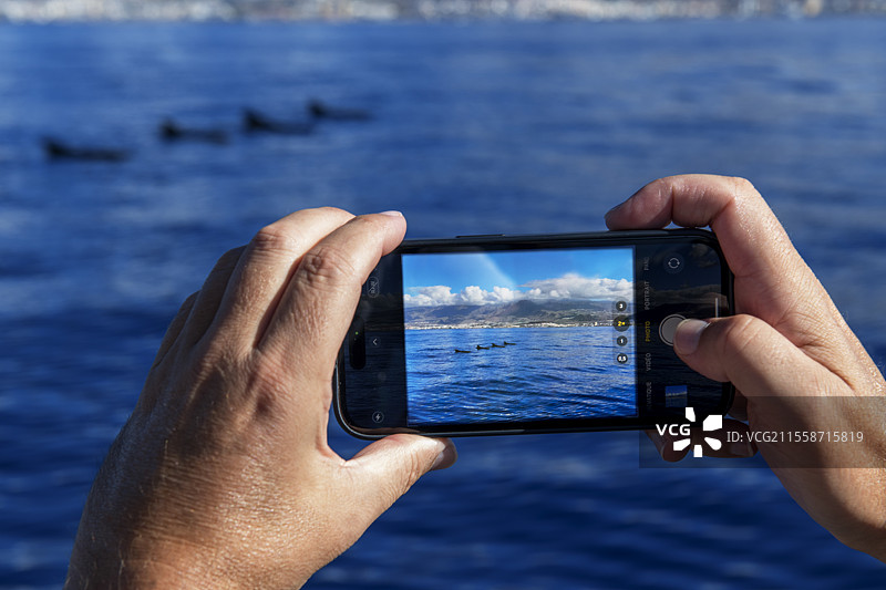 飞行员鲸（Globicephala macrorhynchus）。特内里费岛，加那利群岛。图片素材