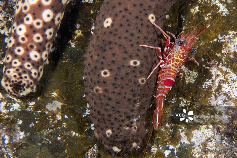 大西洋舞蹈虾（Cinetorhynchus rigens）与海参。特内里费岛，加那利群岛。图片素材