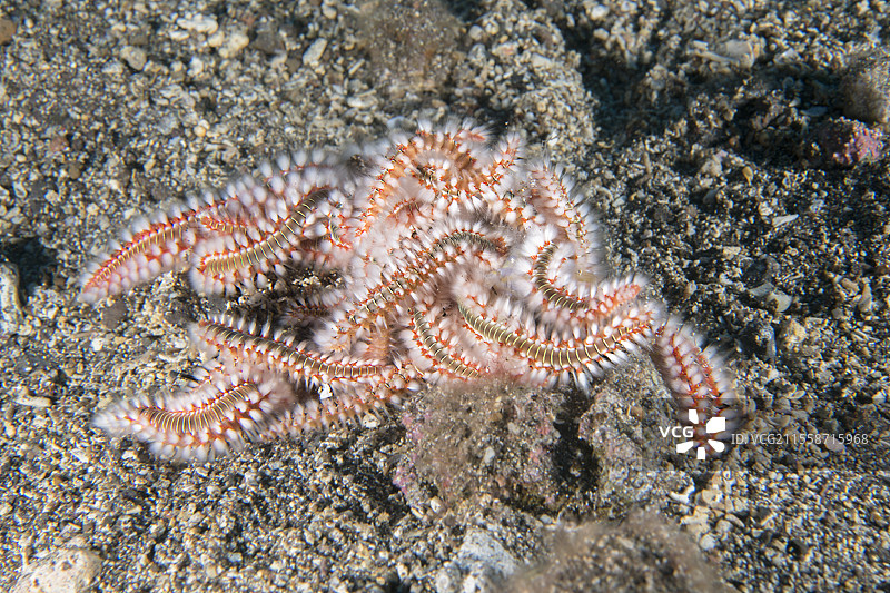 火虫（Hermodice carunculata）在吃一条死鱼。它是一种肉食性物种，同时也是一种食腐动物。当感到威胁时，它会伸展并用一些非常刺痛的白色丝线刺击对手。加那利群岛的无脊椎动物，特内里费岛。图片素材