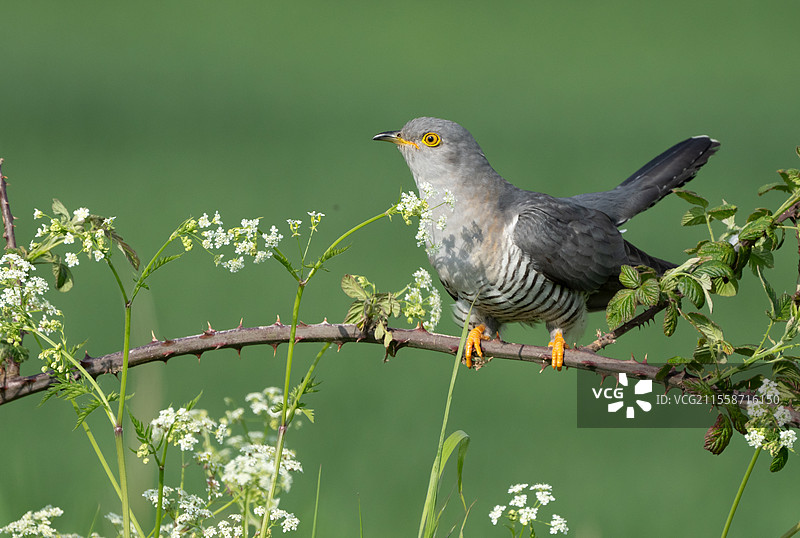 布谷鸟（Cuculus canorus）栖息在荆棘上，英格兰图片素材