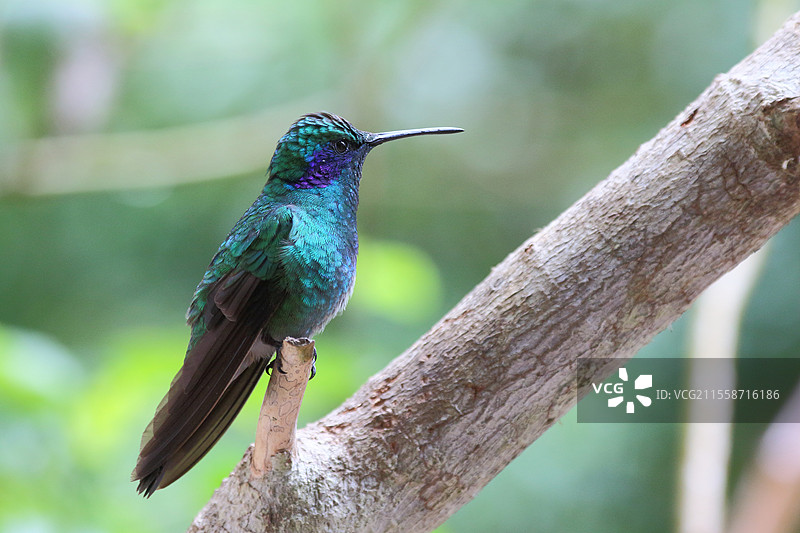 绿紫耳蜂鸟（Colibri thalassinus）成年鸟栖息在树枝上，哥斯达黎加图片素材