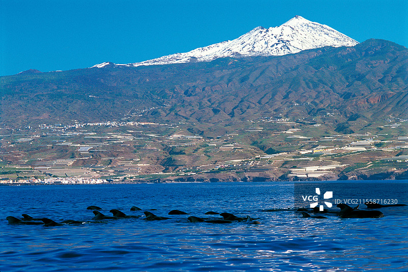 pilot whale (Globicephala macorhynchus)。在表面上的群体。特内里费岛，加那利群岛。（来自模拟文件，旋转扫描仪）。图片素材