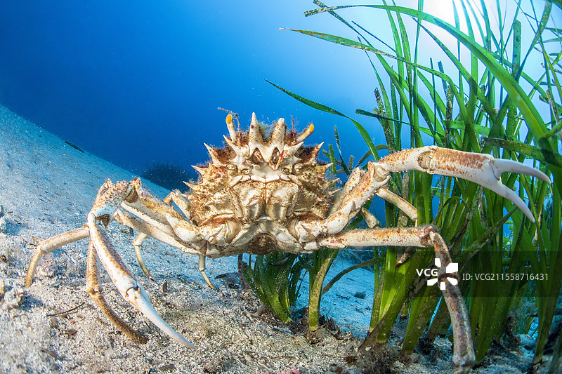 蓝刺螃蟹（Maja squinado），位于斯坎多拉自然保护区（科西嘉地区自然公园），欧洲受保护物种（列入伯尔尼和巴塞罗那公约的附录III），是地中海特有种。图片素材