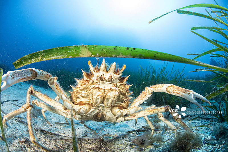 蓝刺螃蟹（Maja squinado），位于斯坎多拉自然保护区（科西嘉地区自然公园），欧洲受保护物种（列入伯尔尼和巴塞罗那公约的附录III），是地中海特有种。图片素材